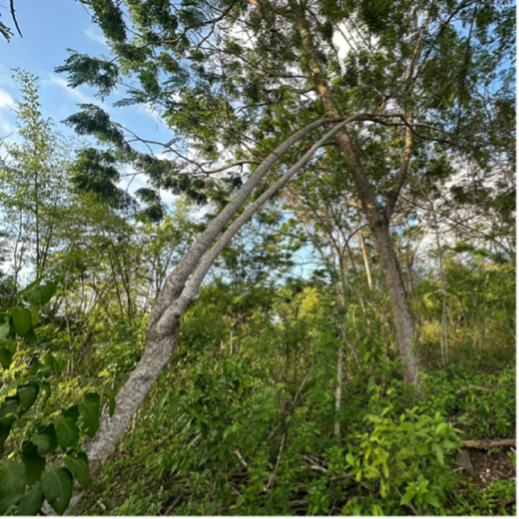 Leasehold land for rent in Uluwatu Pecatu, near Six Senses