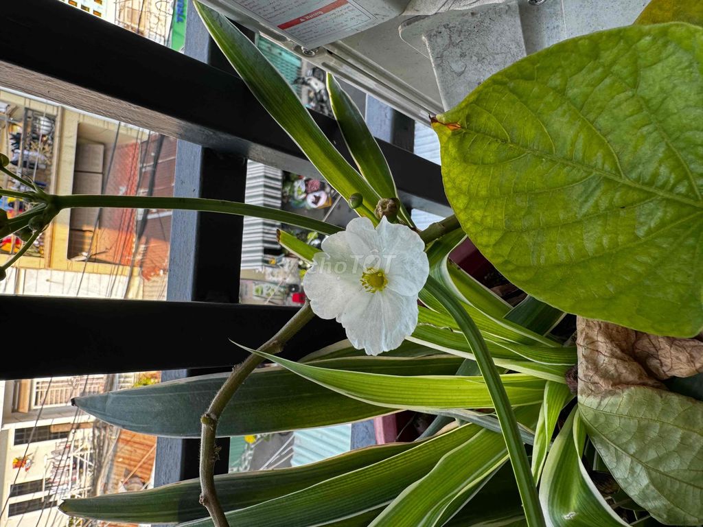 Modern Apartment with Balcony and Plants