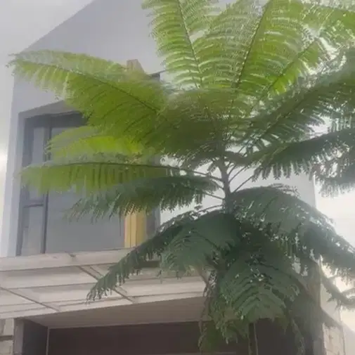 New House Rental in Cilodong