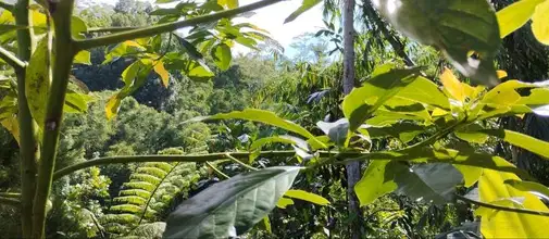 2-Story Modern Villa in Tabanan, Near Bratan Lake with Fruit and Vegetable Garden