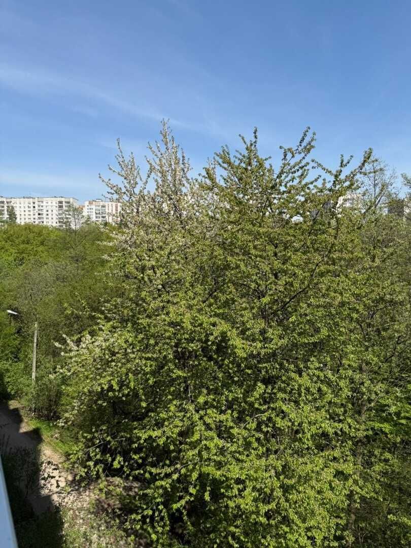 Spacious 2-Room Apartment on Pasichna Street with Park View