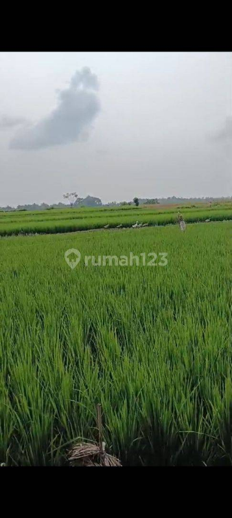 Land for Rent in Ubud with Beautiful Rice Field Views