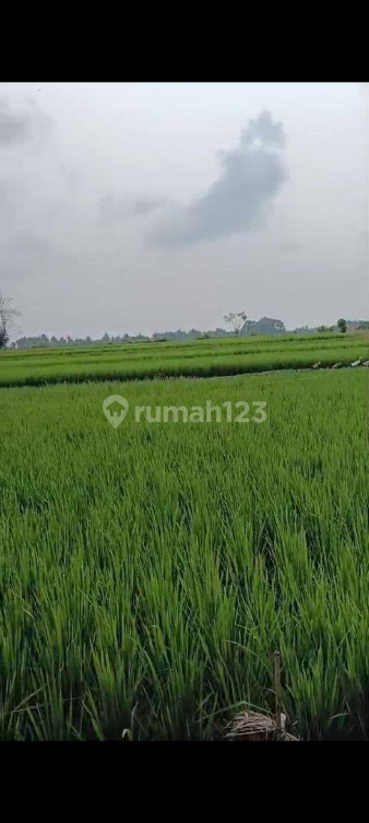 Land for Rent in Ubud with Beautiful Rice Field Views