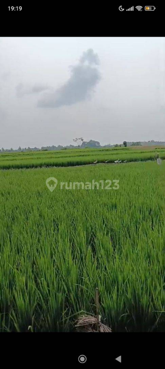 Land for Rent in Ubud with Beautiful Rice Field Views